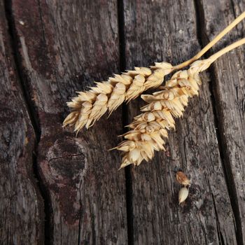 Two ears of ripe golden wheat lying on rustic rough textured wooden boards with cracks and a knot