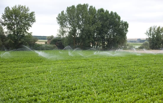 Irrigation in a field, spanish countryside