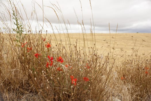 Poppies in the spanish countryside