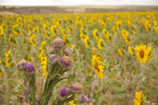 A lot of Sunflowers in spanish countryside