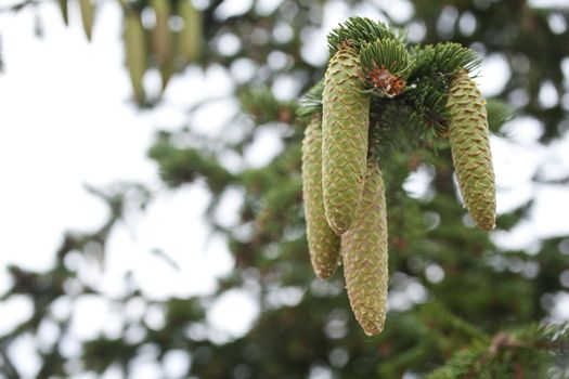 Pinecones on branch, spanish countryside