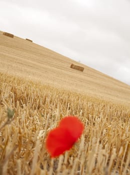 Poppy on a dried field, spanish countryside