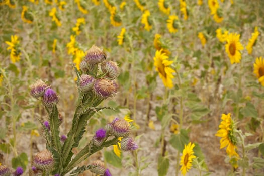 A lot of Sunflowers in spanish countryside