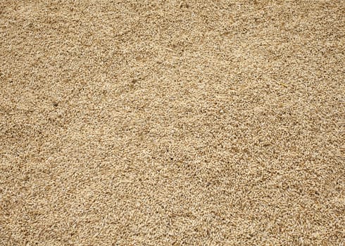 Wheat crop background, spanish countryside