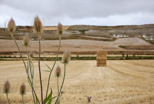 Bush in the spanish countryside