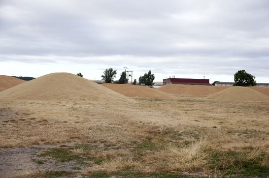 Wheat crop in spanish countryside