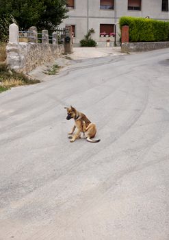 Dog scratching in the street, Spain