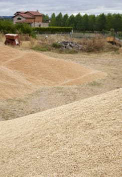 Wheat crop in spanish countryside