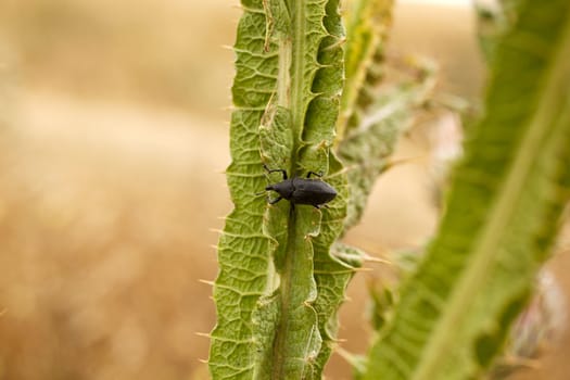 Insect on a leaf, Spanish countryside