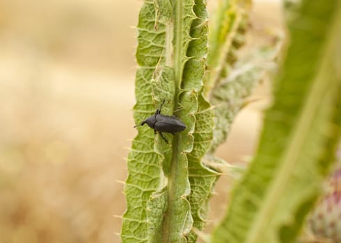 Insect on a leaf, Spanish countryside