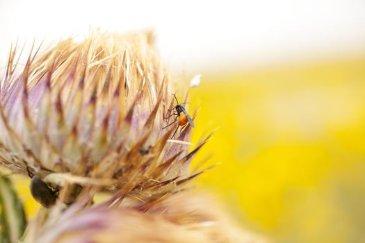 Insect on a spanish countryside flower