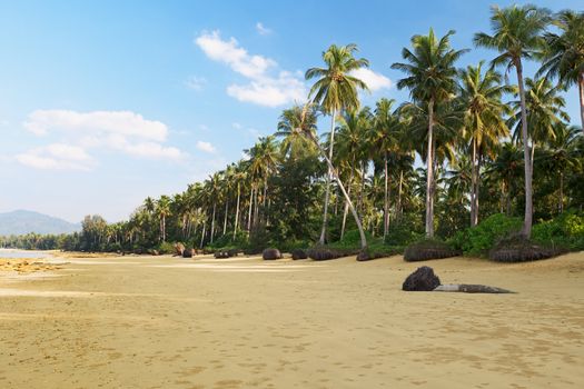 Tropical landscape with palm trees and beach