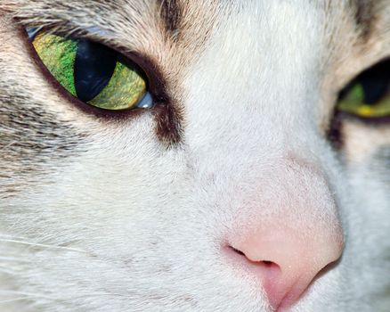A closeup head shot of a domestic house cat.
