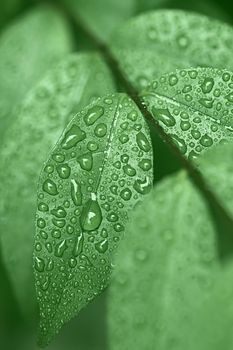 The droplets of dew on green leaves
