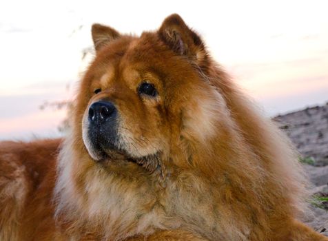 portrait of a dog breed chow at sunset