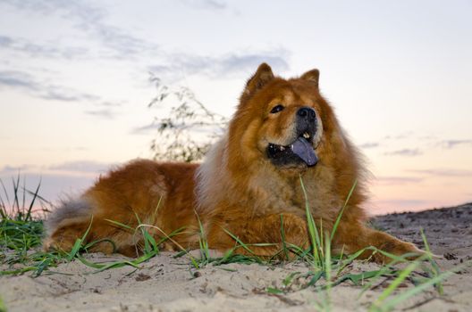 portrait of a dog breed chow at sunset
