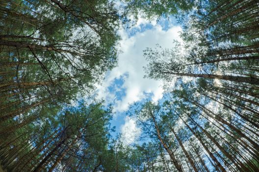 tops of the trees and the sky as a natural background