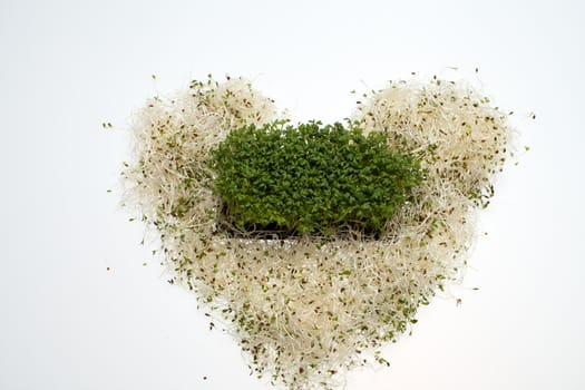 Fresh alfalfa sprouts and cress on white background