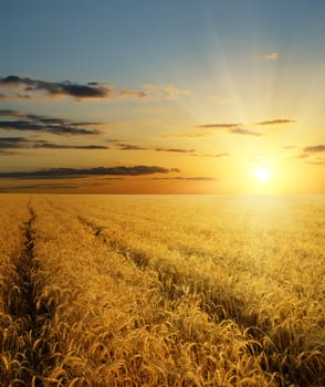 sunset over field with gold harvest