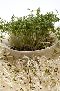 Fresh alfalfa sprouts and cress on white background