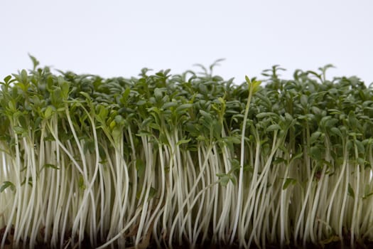 Cress seedlings isolated on white backgroun
