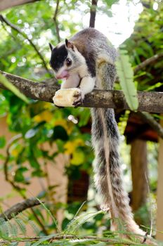 The grizzled giant squirrel ( Ratufa macroura ) is a large tree squirrel found in  Sri Lanka