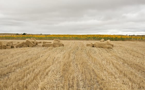 Bales of hay, spanish countryside
