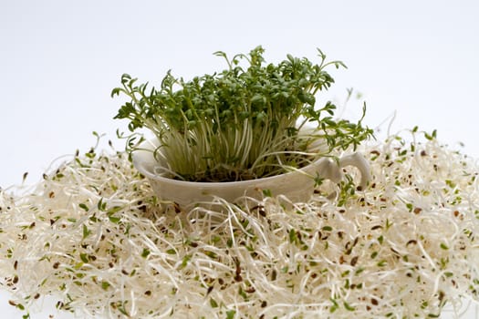 Fresh alfalfa sprouts and cress on white background