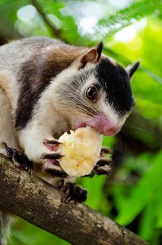 The grizzled giant squirrel ( Ratufa macroura ) is a large tree squirrel found in  Sri Lanka