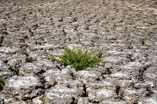 green plant in dried cracked mud