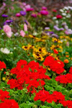Colorful blooming flower garden with assorted flowers