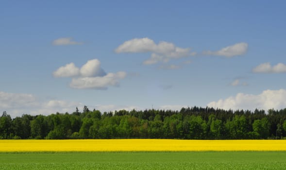 yellow and green farmland