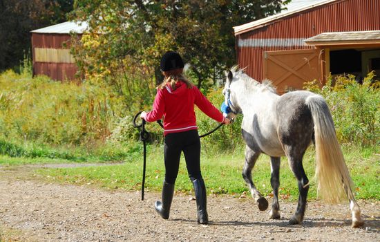 Young girl leading a white pony to stable