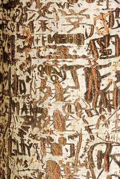 Abstract background of graffiti on a tree trunk