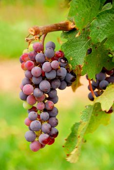 Bunch of red grapes growing on a vine, closeup