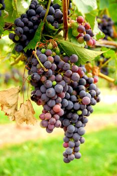 Red grapes growing on a vine