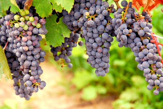 Bunches of red grapes growing on a vine