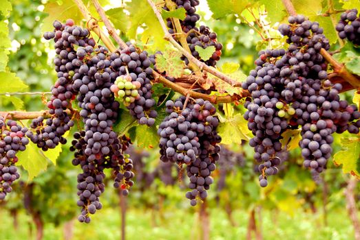Bunches of red grapes growing on a vine