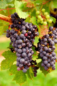 Bunches of red grapes growing on a vine