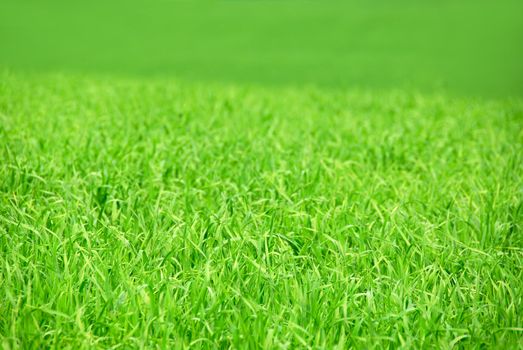 Agricultural landscape background - green field of young grain grass 