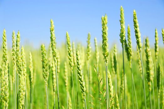 Green young grain growing in a farm field