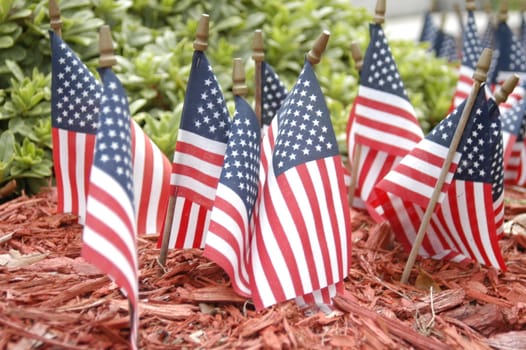 American flags in the ground