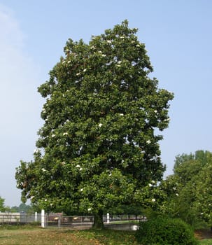           A large magolia tree in a southern city