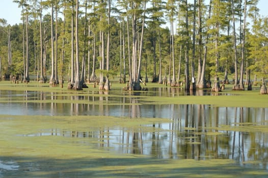 A large swamp pond
