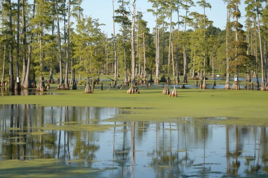 A large swamp lake in the southern united states