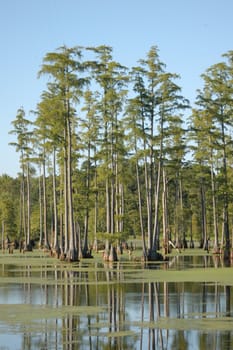 Tall ine trees in the swamp