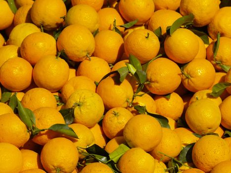 oranges fresh farvested