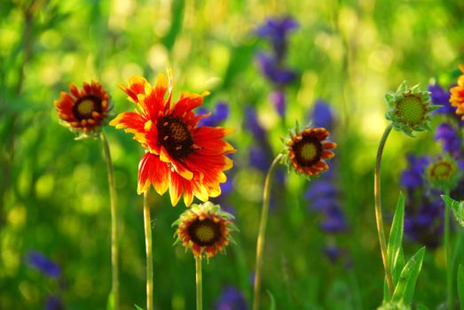 Wildflowers indian blankets blooming in a green meadow