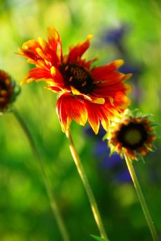 Wildflowers indian blankets blooming in a sunlit green meadow