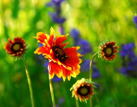 Wildflowers indian blankets blooming in a sunlit green meadow